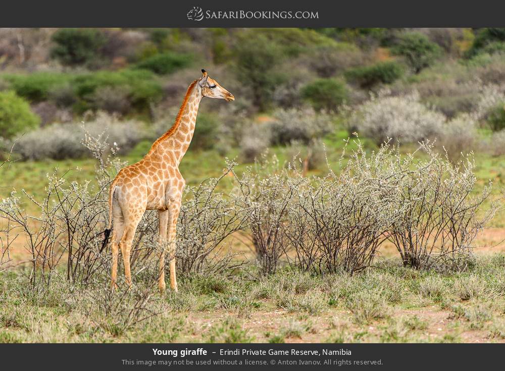 Young giraffe in Erindi Private Game Reserve, Namibia