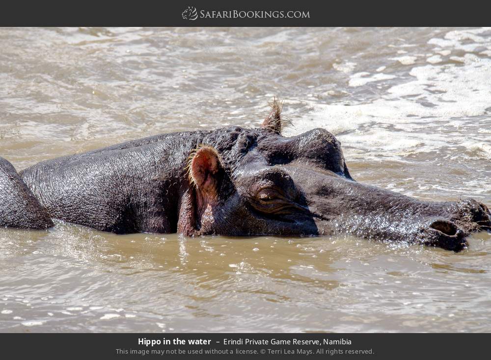 Hippo in the water in Erindi Private Game Reserve, Namibia