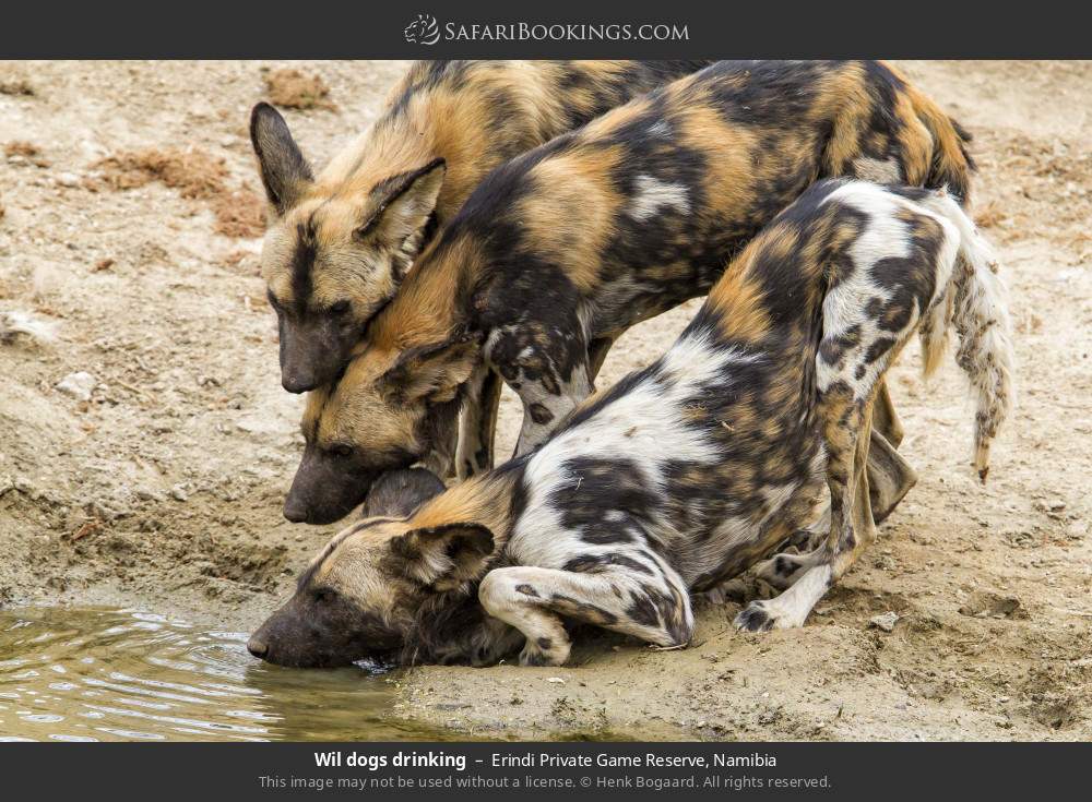 Wil dogs drinking in Erindi Private Game Reserve, Namibia