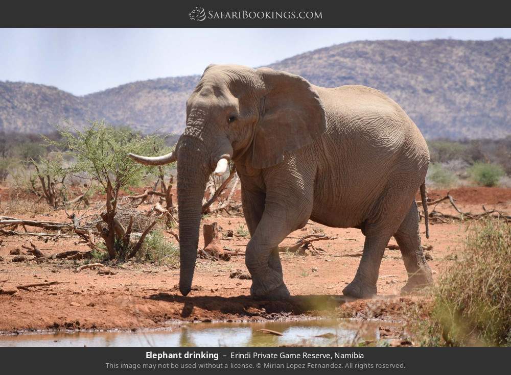 Elephant drinking in Erindi Private Game Reserve, Namibia