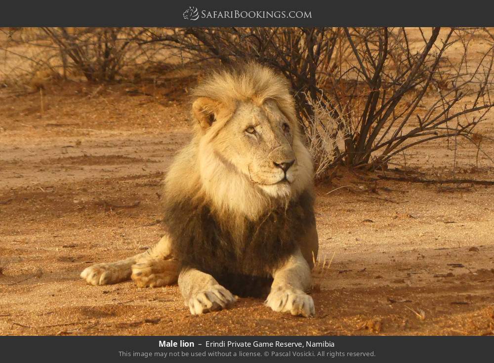 Male lion in Erindi Private Game Reserve, Namibia