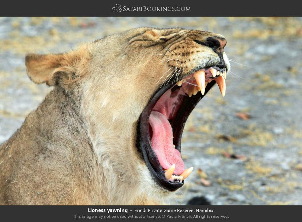 Lioness yawning in Erindi Private Game Reserve, Namibia