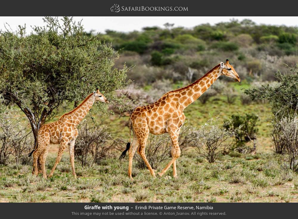 Giraffe with young in Erindi Private Game Reserve, Namibia