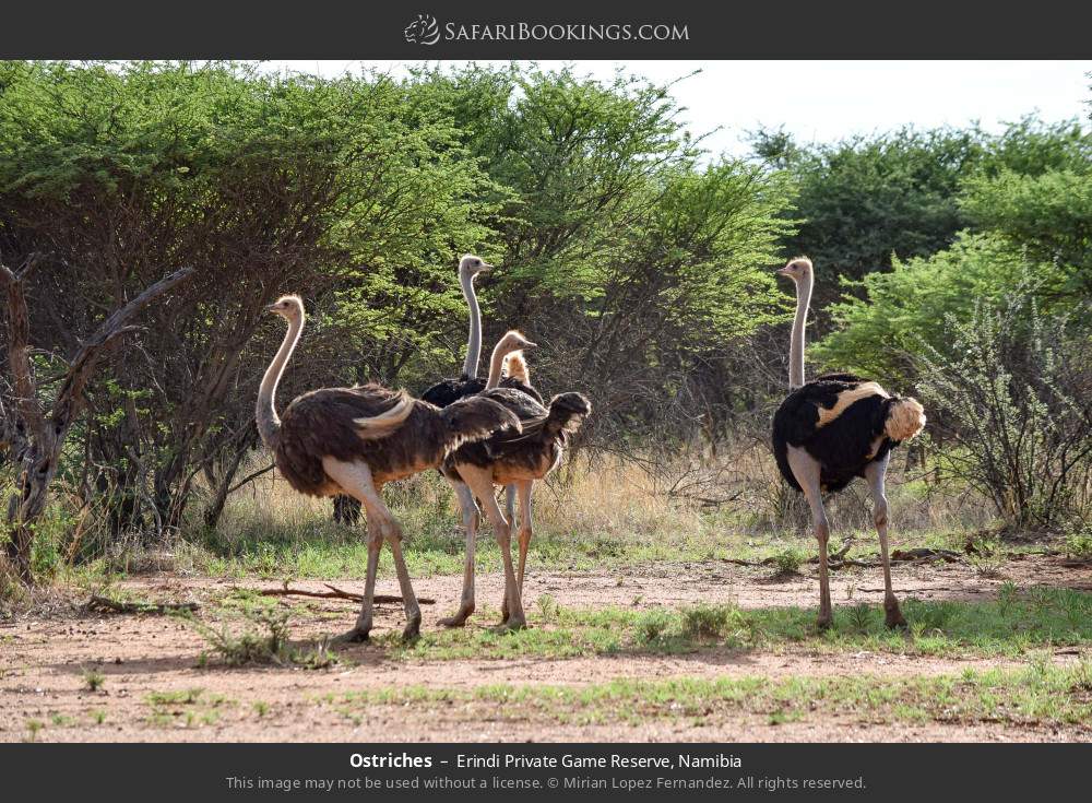 Ostriches in Erindi Private Game Reserve, Namibia