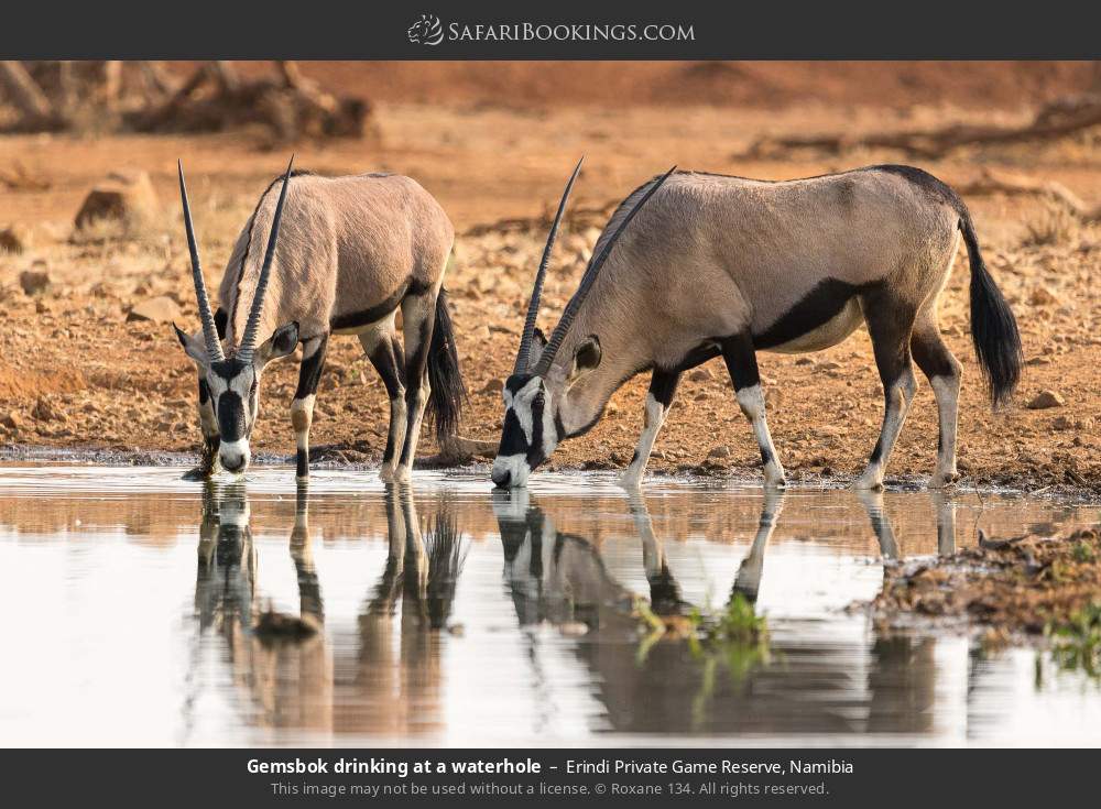 Gemsbok drinking at a waterhole in Erindi Private Game Reserve, Namibia