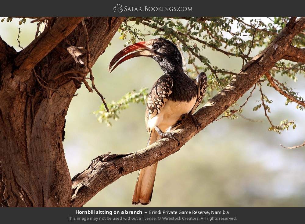 Hornbill sitting on a branch in Erindi Private Game Reserve, Namibia