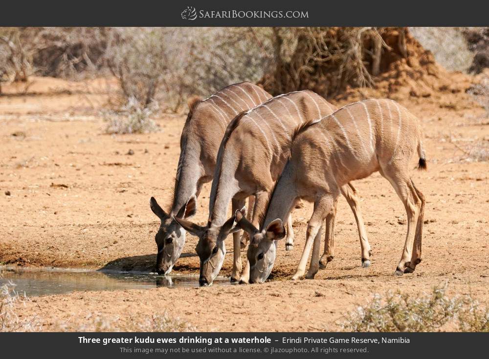 Three greater kudu ewes drinking at a waterhole in Erindi Private Game Reserve, Namibia
