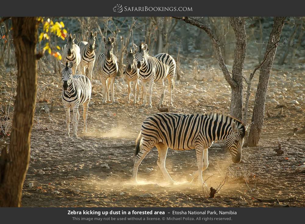 Zebra kicking up dust in a forested area in Etosha National Park, Namibia