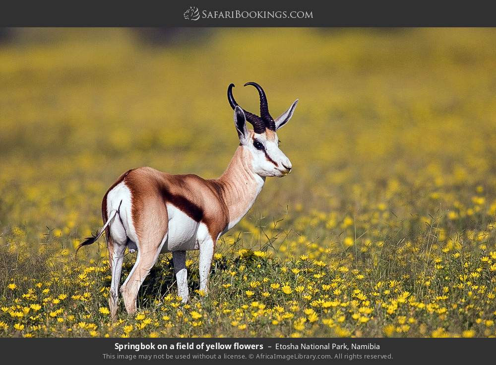 Springbok on a field of yellow flowers in Etosha National Park, Namibia