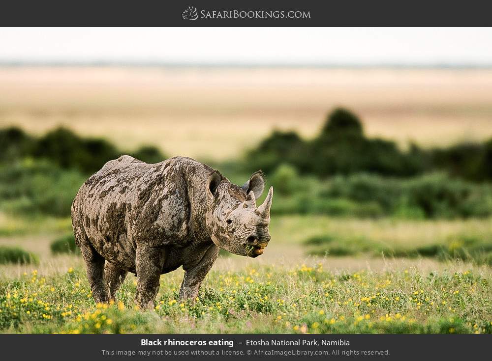 Black rhinoceros eating in Etosha National Park, Namibia