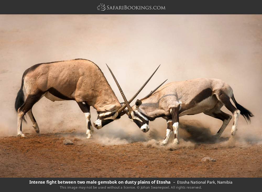 Intense fight between two male gemsbok on dusty plains of Etosha in Etosha National Park, Namibia