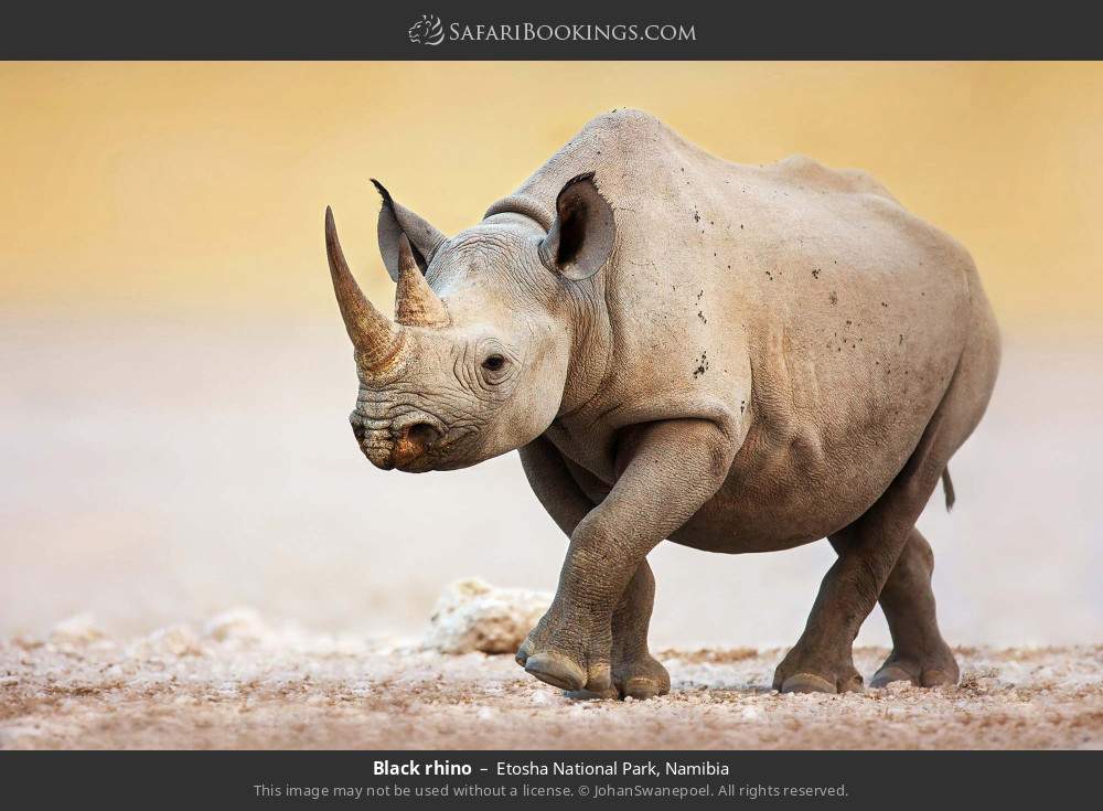 Black rhino in Etosha National Park, Namibia