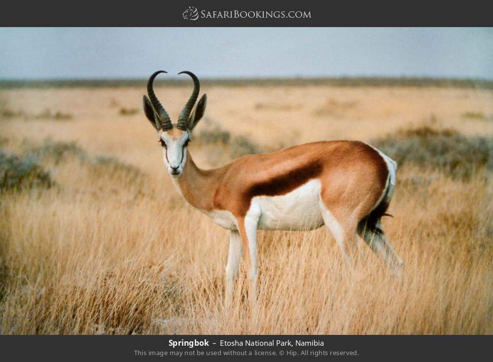 Springbok in Etosha National Park, Namibia