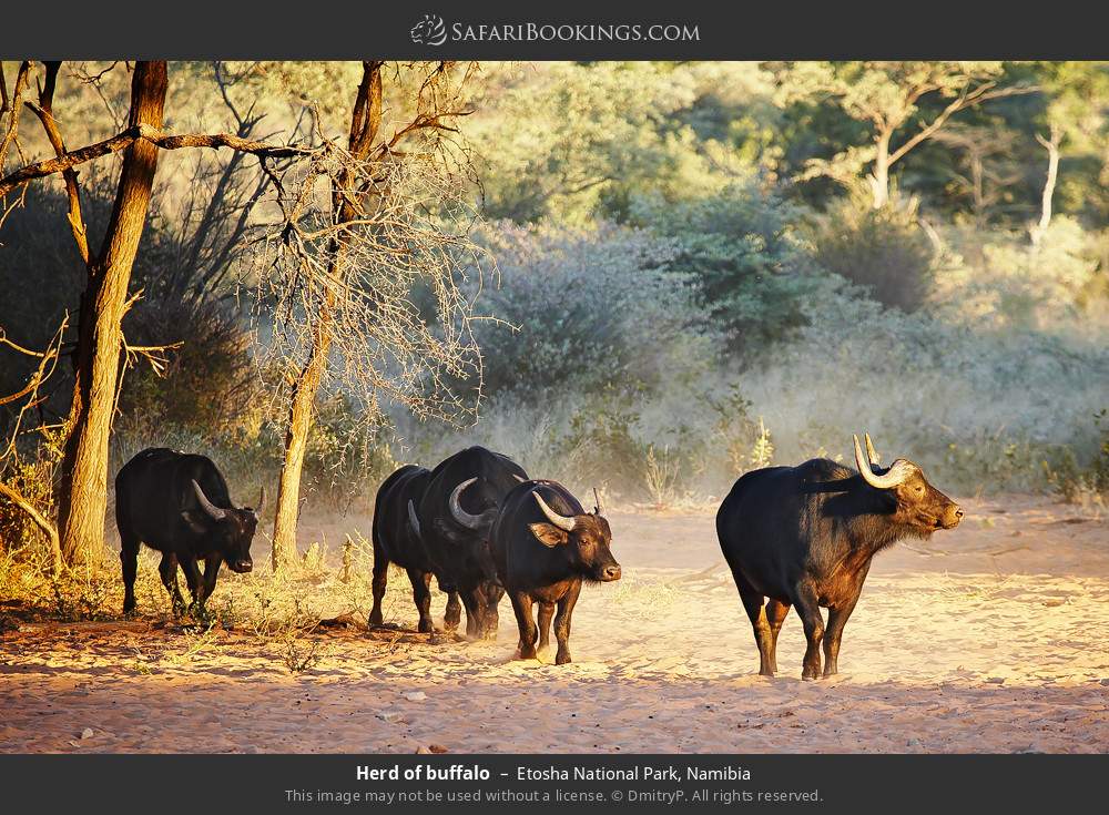 Herd of buffalo in Etosha National Park, Namibia
