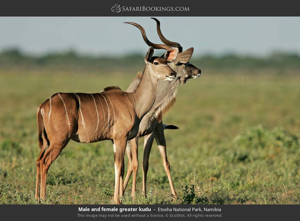 Male and female greater kudu in Etosha National Park, Namibia