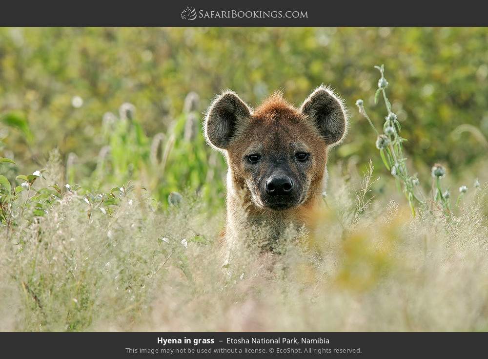 Hyena in grass in Etosha National Park, Namibia