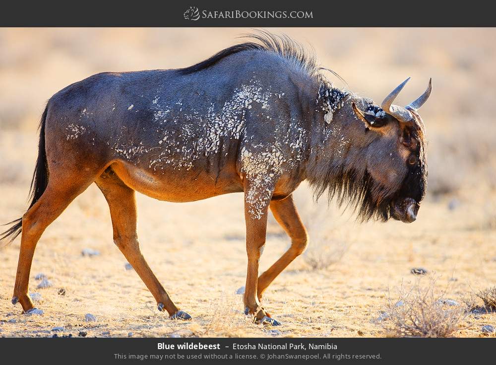 Blue wildebeest in Etosha National Park, Namibia
