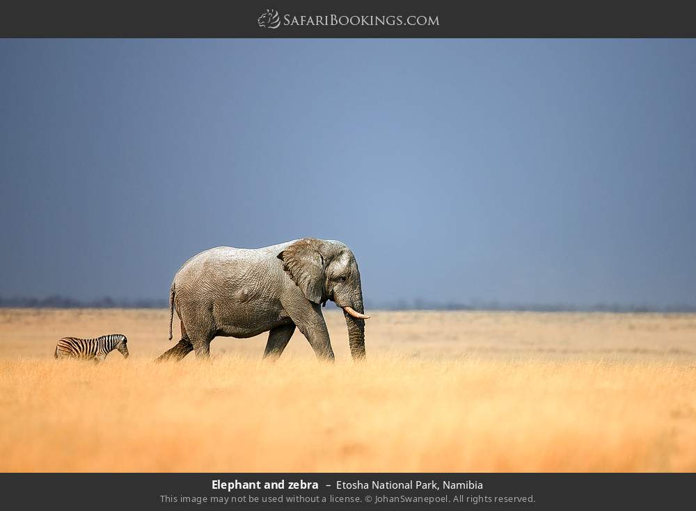Elephant and zebra in Etosha National Park, Namibia