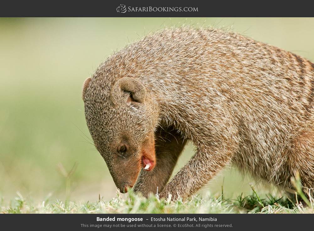 Banded mongoose in Etosha National Park, Namibia