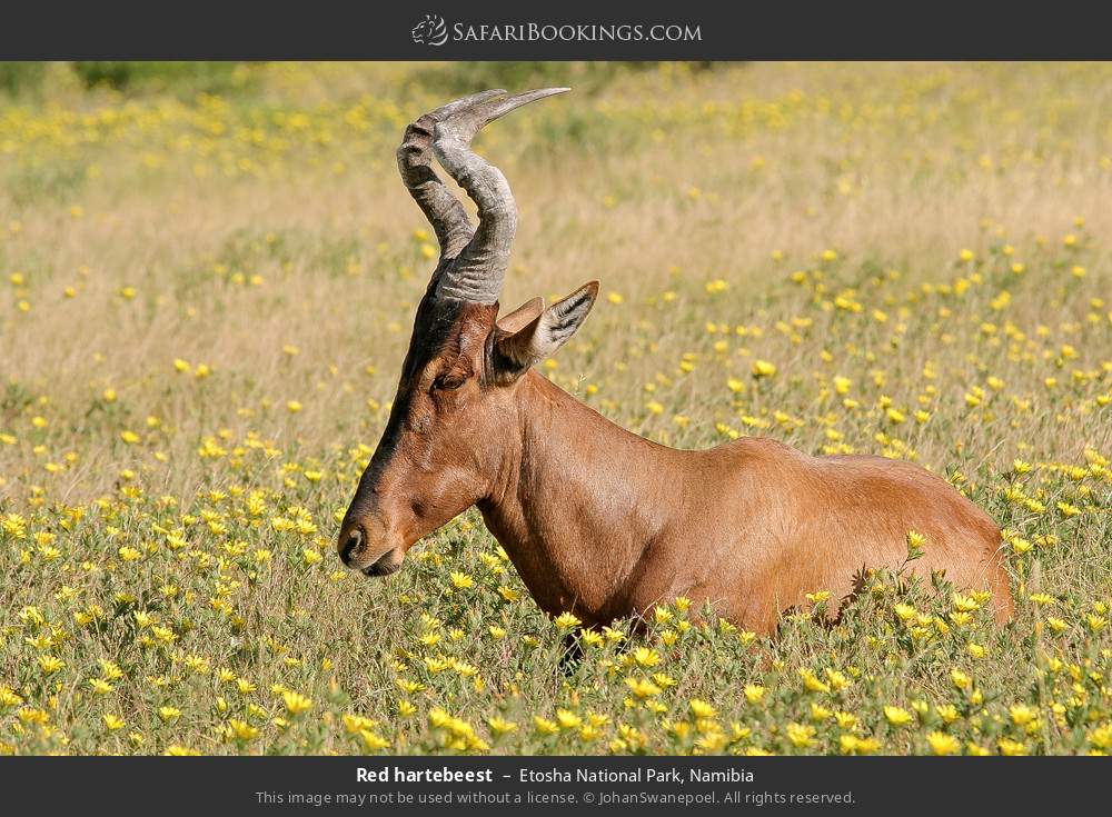 Red hartebeest in Etosha National Park, Namibia