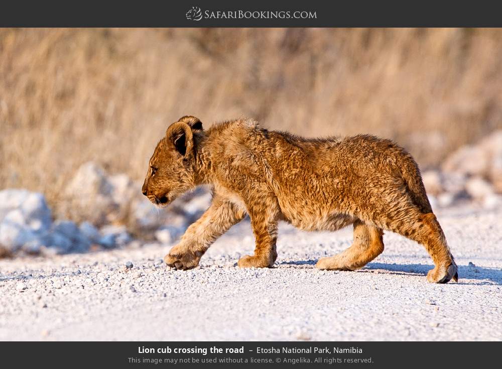 Lion cub crossing the road in Etosha National Park, Namibia