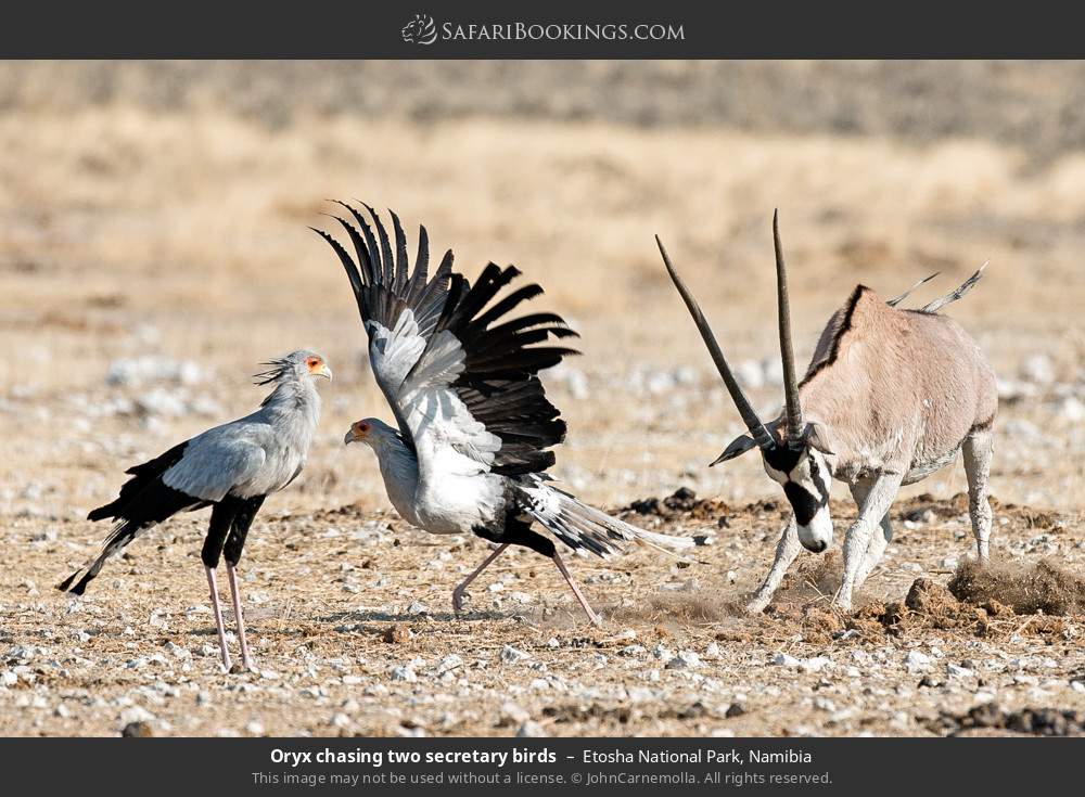 Oryx chasing two secretary birds in Etosha National Park, Namibia