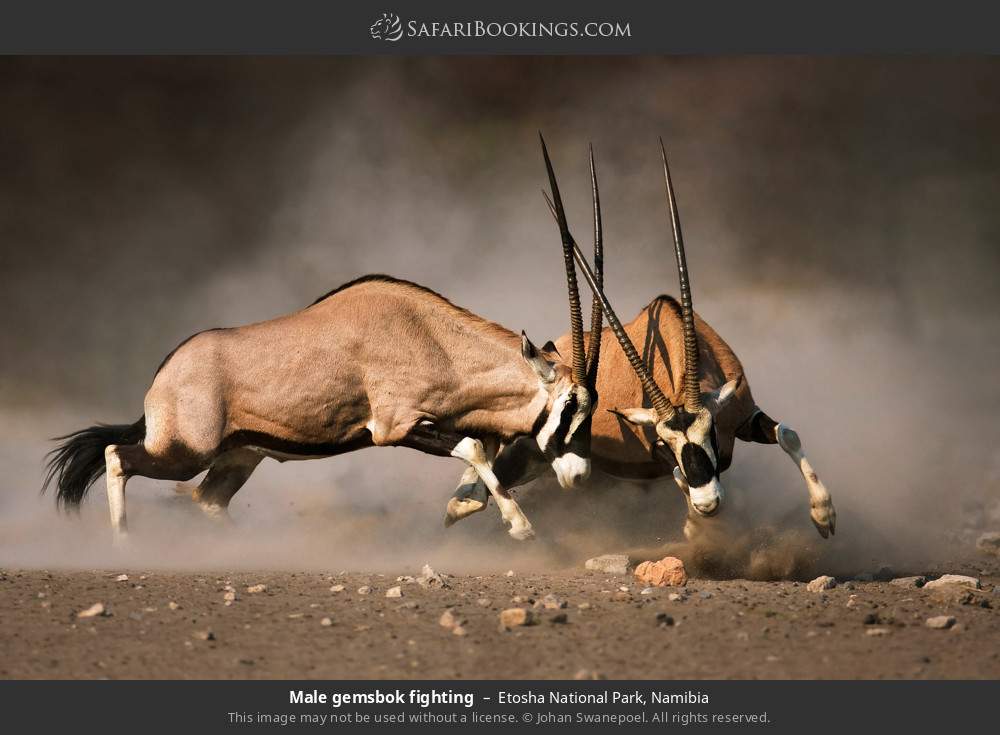 Male gemsbok fighting in Etosha National Park, Namibia