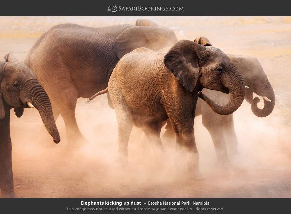 Elephants kicking up dust in Etosha National Park, Namibia