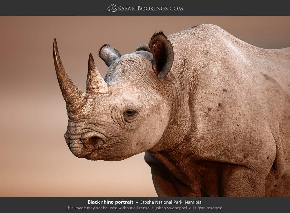 Black rhino portrait in Etosha National Park, Namibia