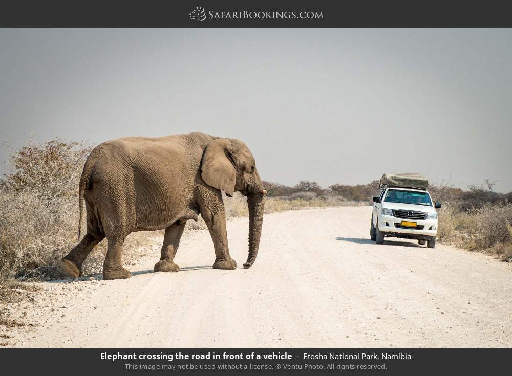 Elephant crossing the road in front of a vehicle in Etosha National Park, Namibia