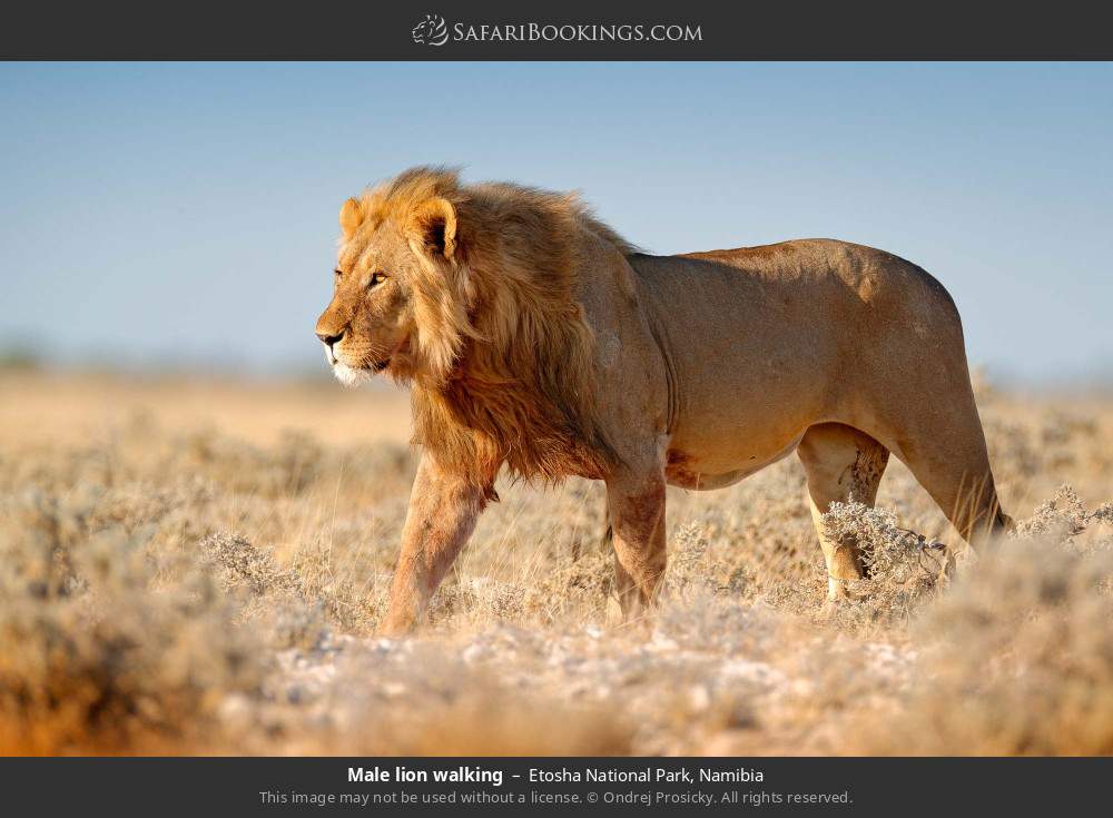 Male lion walking in Etosha National Park, Namibia