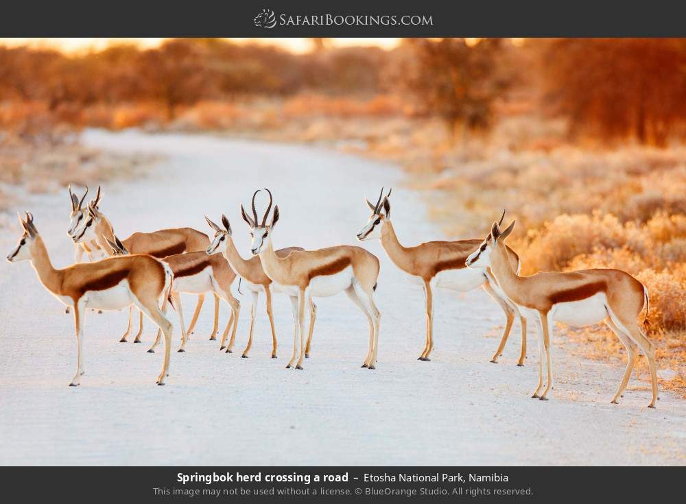 Springbok herd crossing a road in Etosha National Park, Namibia