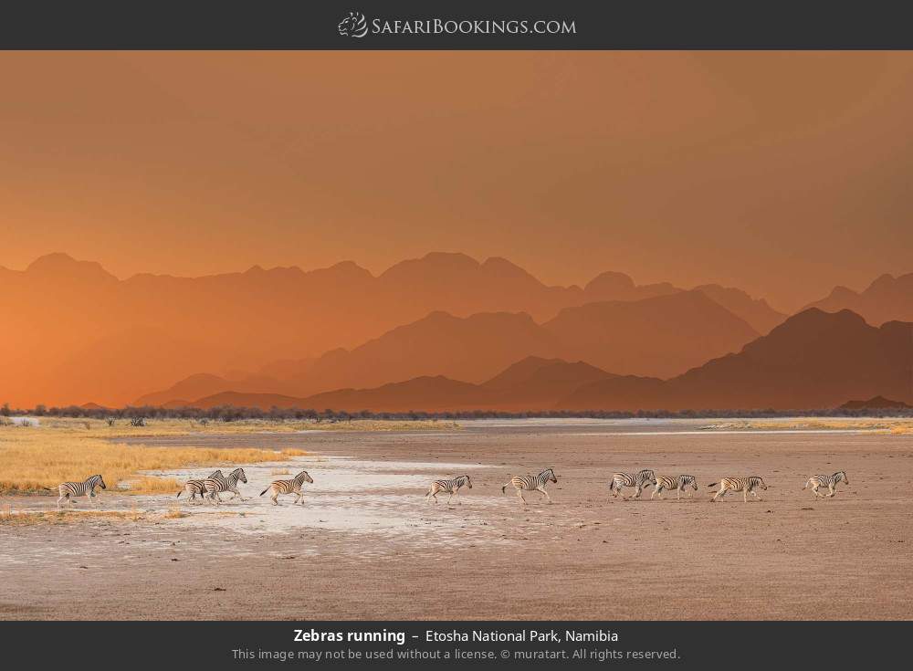 Zebras running in Etosha National Park, Namibia