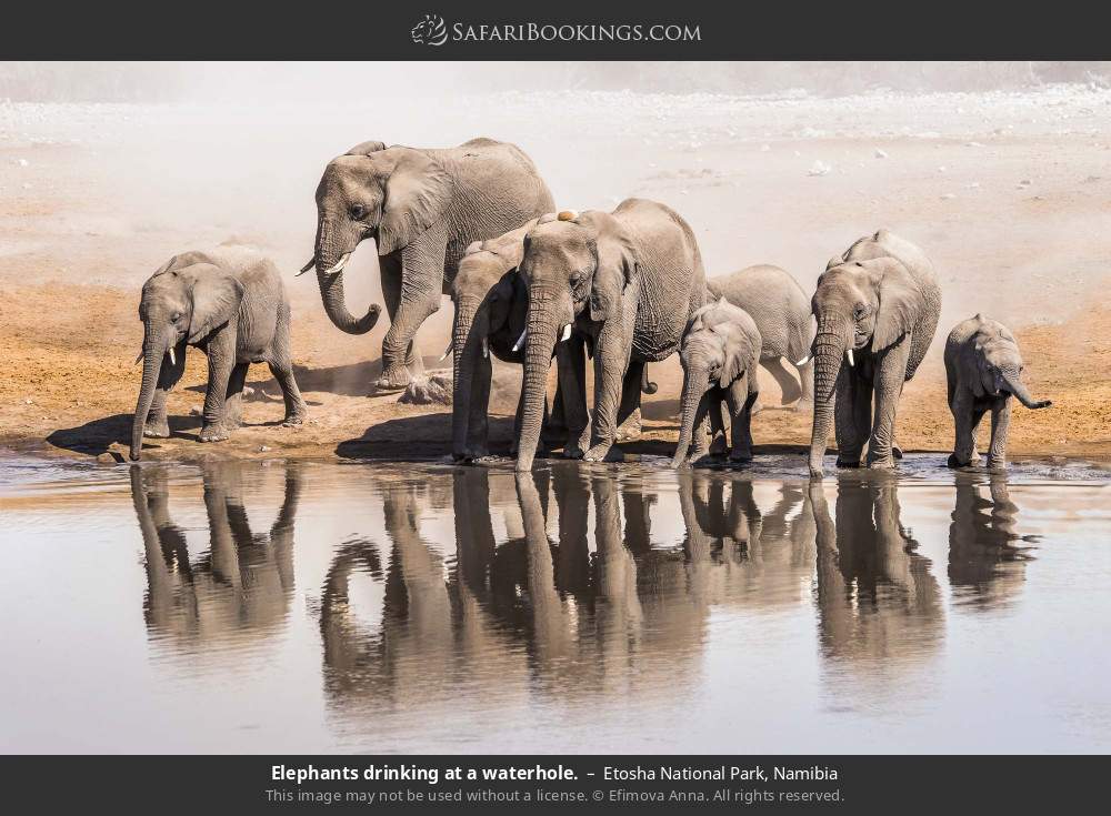 Elephants drinking at a waterhole. in Etosha National Park, Namibia
