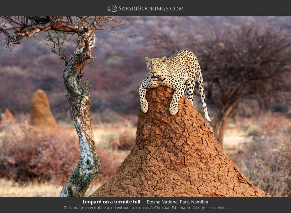 Leopard on a termite hill in Etosha National Park, Namibia