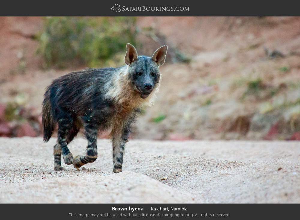 Brown hyena in Kalahari, Namibia