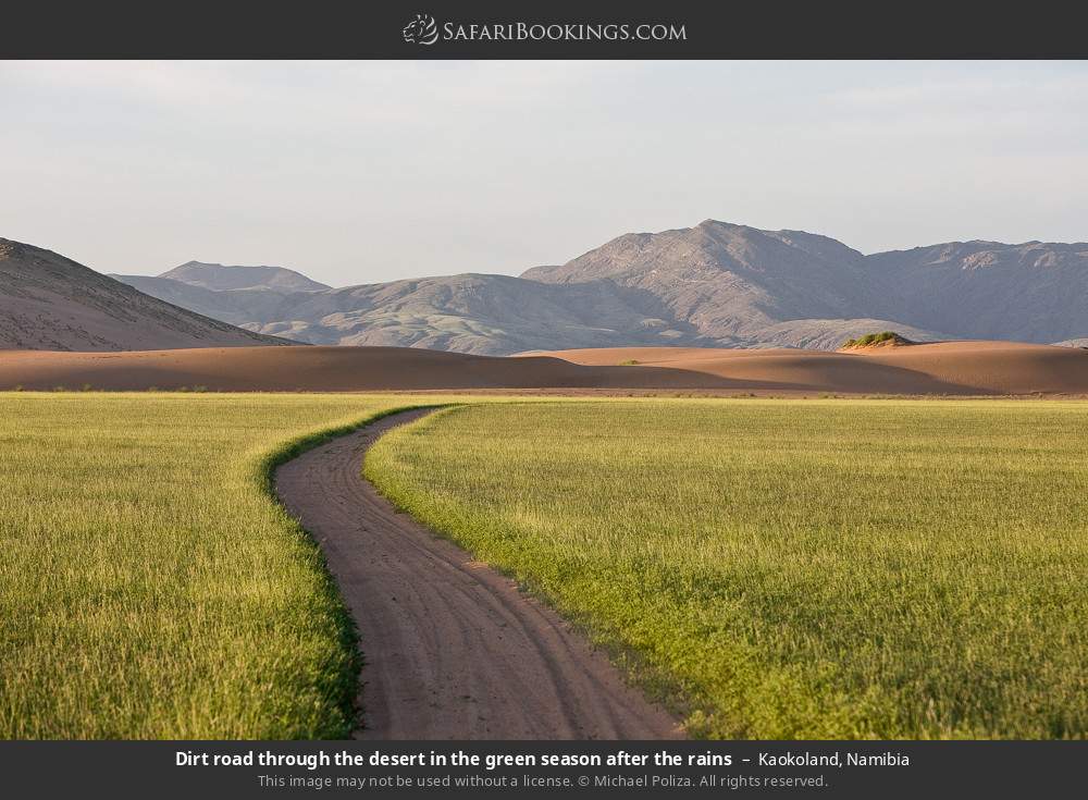 Dirt road through the desert in the green season after the rains in Kaokoland, Namibia