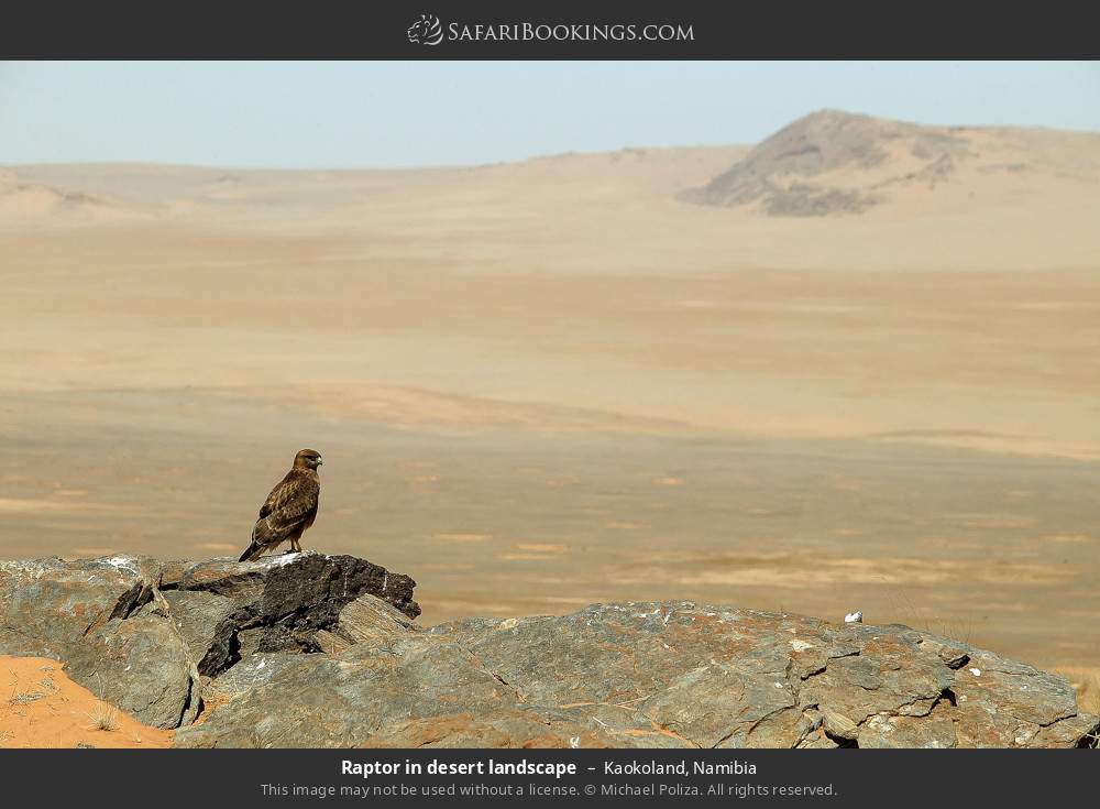 Raptor in desert landscape in Kaokoland, Namibia