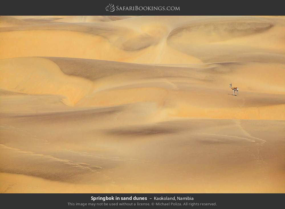 Springbok in sand dunes in Kaokoland, Namibia