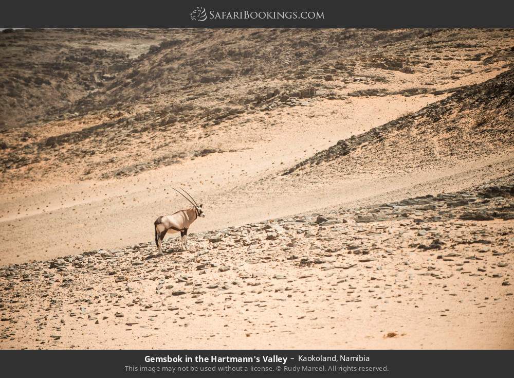 Gemsbok in the Hartmann's Valley in Kaokoland, Namibia