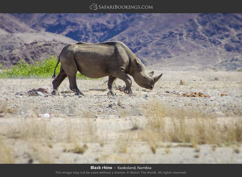 Black rhino in Kaokoland, Namibia