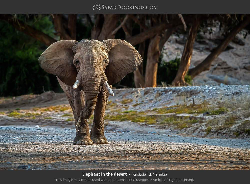 Elephant in the desert in Kaokoland, Namibia