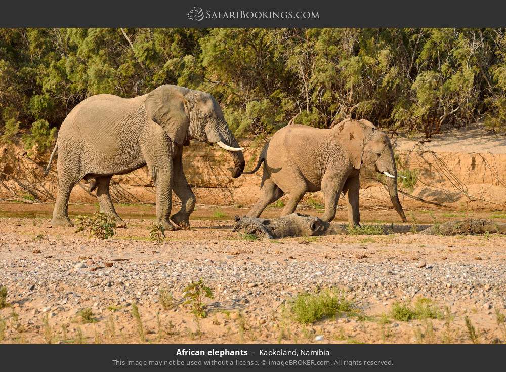 African elephants in Kaokoland, Namibia