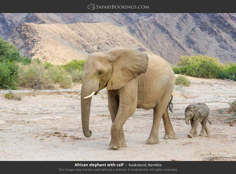 African elephant with calf in Kaokoland, Namibia