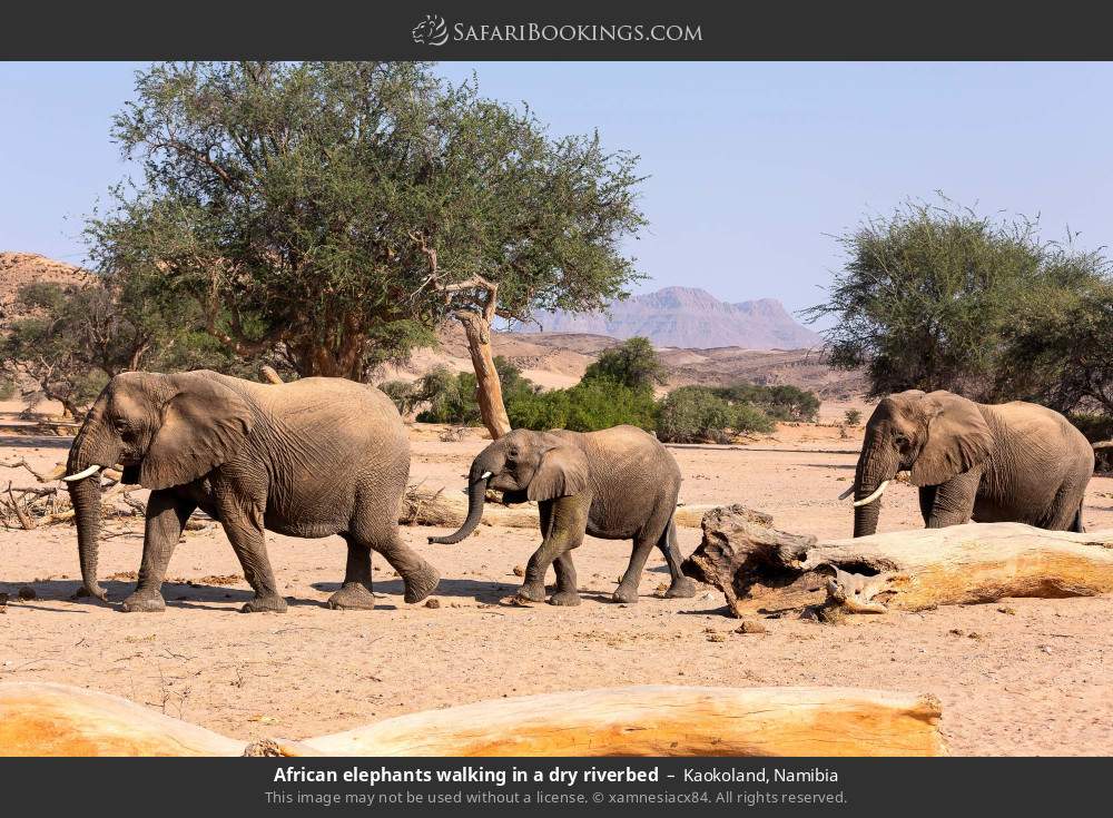 African elephants walking in a dry riverbed in Kaokoland, Namibia