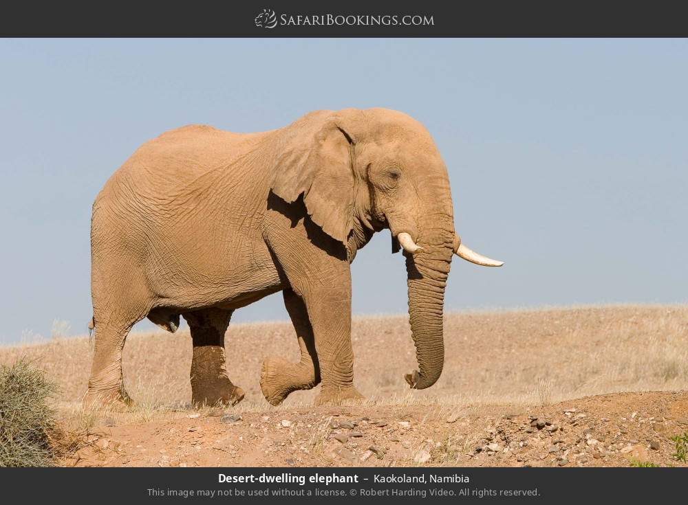 Desert-dwelling elephant in Kaokoland, Namibia
