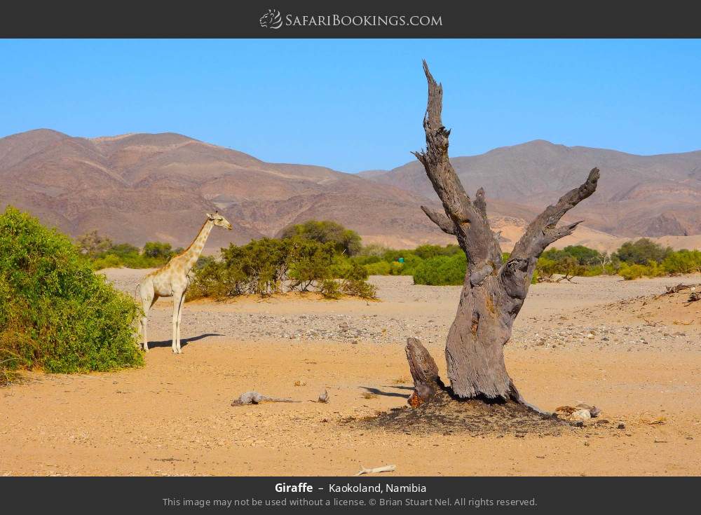 Giraffe in Kaokoland, Namibia