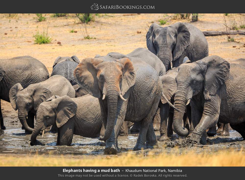 Elephants having a mud bath in Khaudum National Park, Namibia