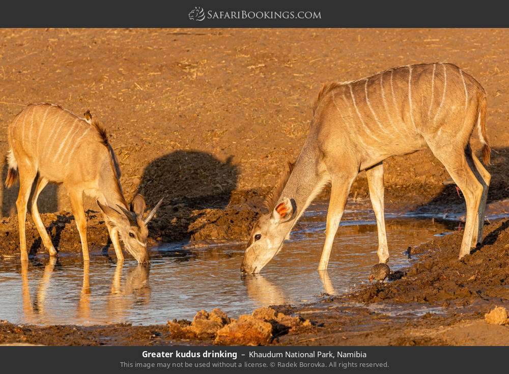 Greater kudus drinking in Khaudum National Park, Namibia