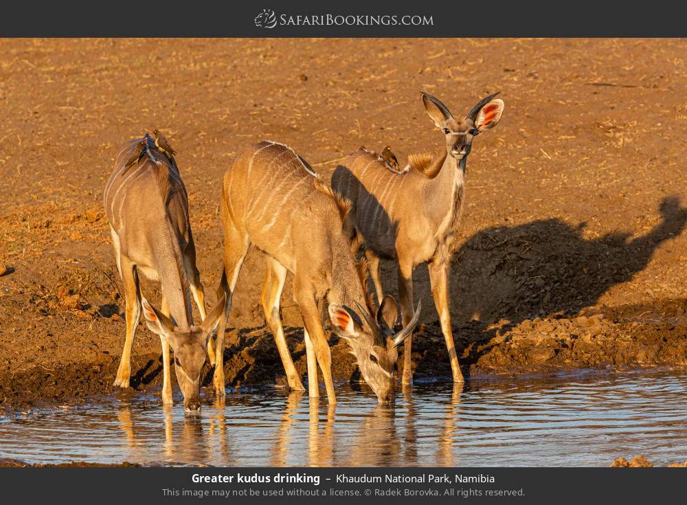 Greater kudus drinking in Khaudum National Park, Namibia